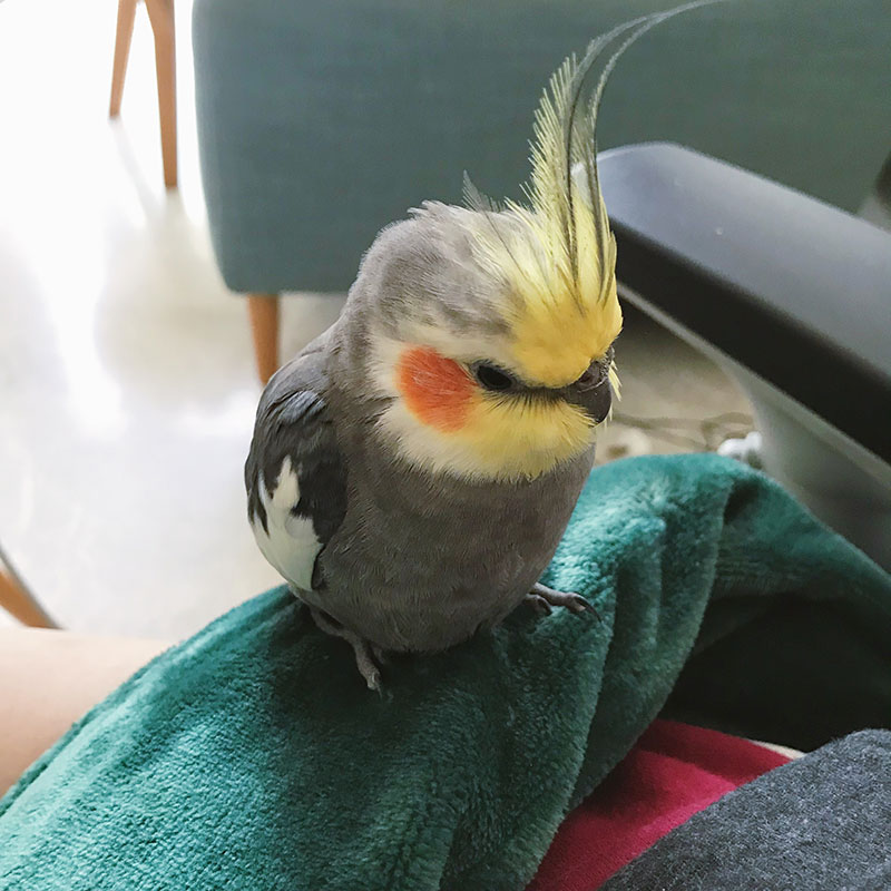 A cockatiel rests on the emerald green luxury fleece YuYu hot water bottle, all fluffed up in comfort