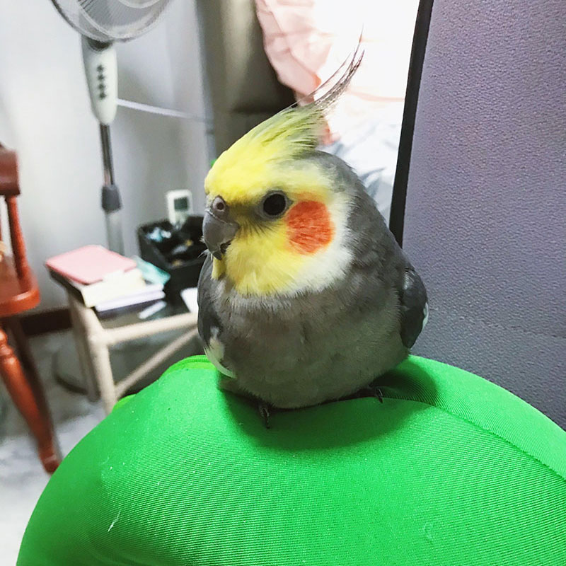 Cockatiel bird resting