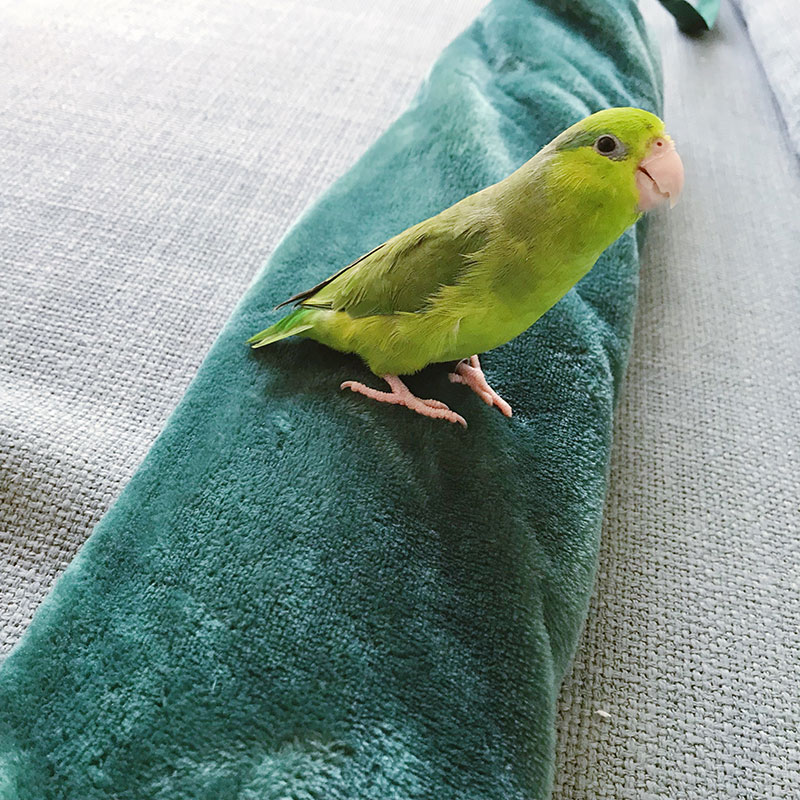 Green parrotlet stands on top of the emerald green luxury fleece YuYu hot water bottle