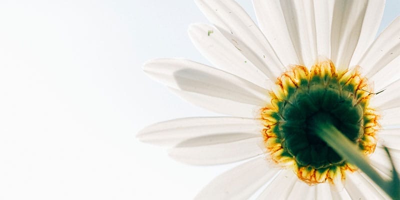 Top Lady Talks Banner